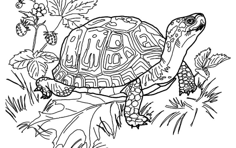 10 Turtle Themed Coloring Pages Digital Download Etsy