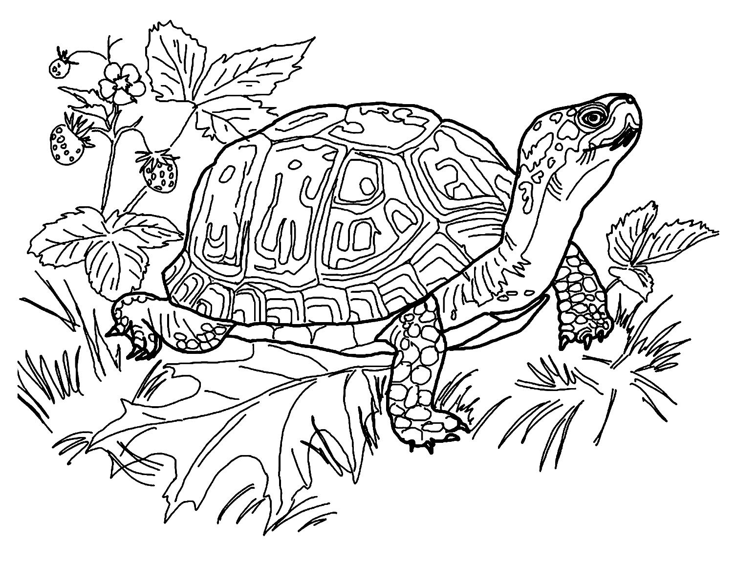 10 Turtle Themed Coloring Pages Digital Download Etsy 10 Turtle Themed Coloring Pages Digital Download Etsy