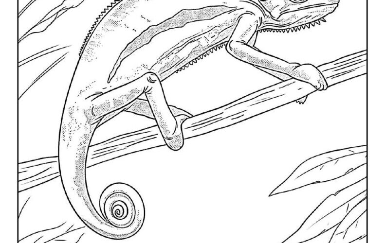 100 Chameleon Coloring Pages Free PDF To Print Woo Coloring
