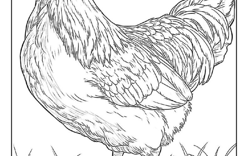 100 Chicken Coloring Pages Free PDF To Print Woo Coloring