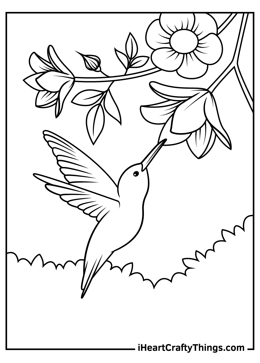hummingbird coloring page