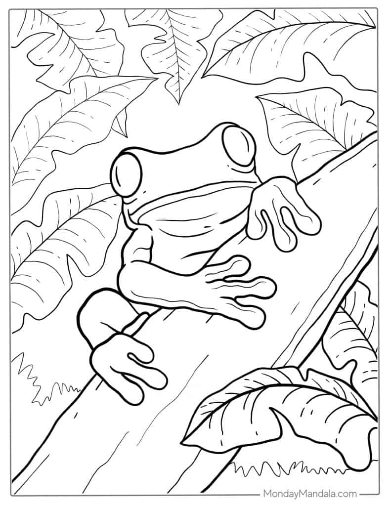 frog coloring page frog coloring page