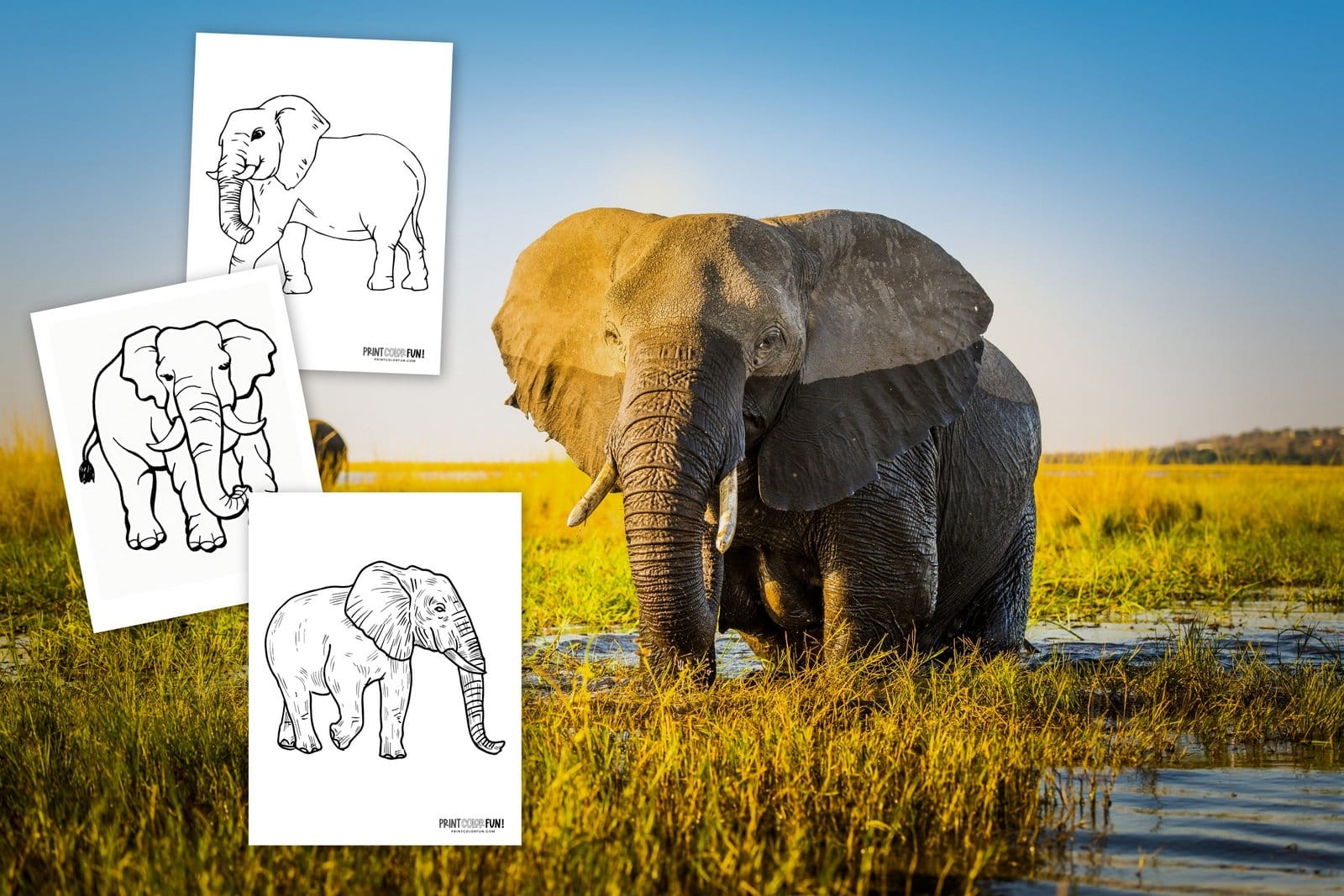 elephant coloring page