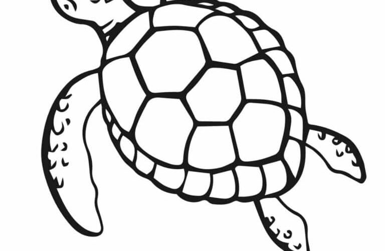 Beautiful Sea Turtle Coloring Pages Nature Inspired Learning