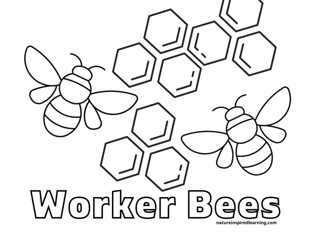 Busy Bee Coloring Pages For Kids Nature Inspired Learning