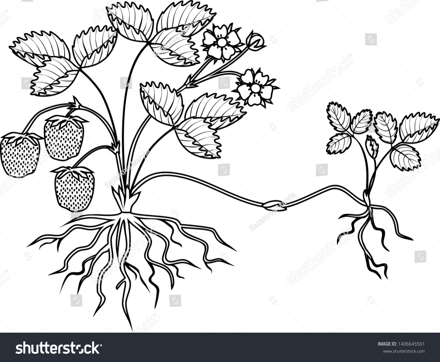 Coloring Page Strawberry Plant Roots Flowers Vector De Stock libre De Regal as 1406645501 Shutterstock
