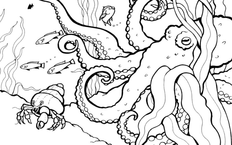Coloring Pages Activities Monterey Bay Aquarium