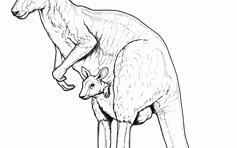 Free Kangaroo Coloring Pages