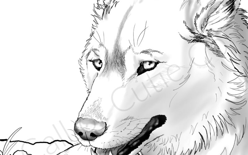 Gray Wolf Color Page digital Wolf Coloring Pages animal Coloring Pages Etsy