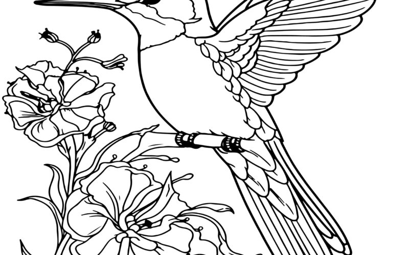 Hummingbird Coloring Book Hummingbird Coloring Pages Made By Teachers