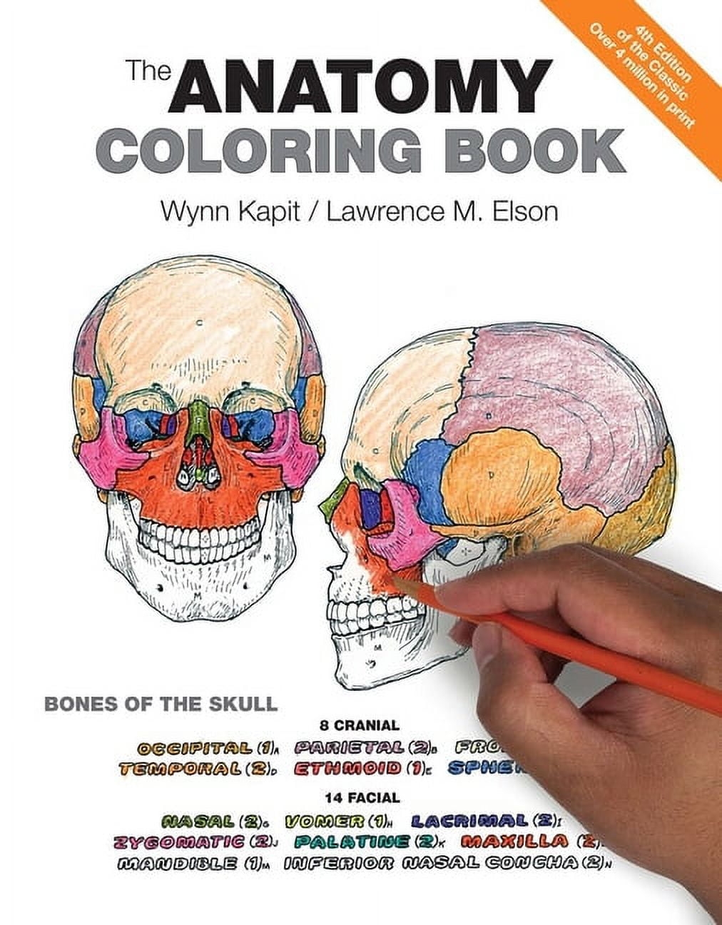 anatomy coloring pages