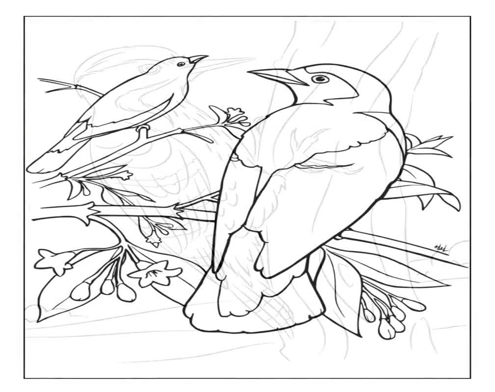 bird coloring book page bird coloring book page