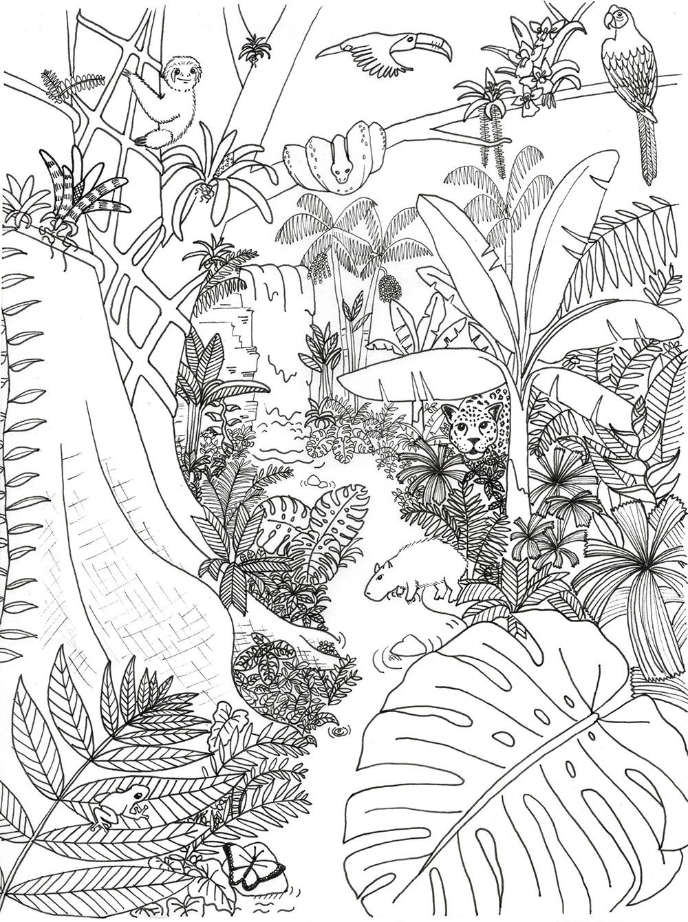Rainforest Coloring Page Rainforest Alliance Rainforest Coloring Page Rainforest Alliance