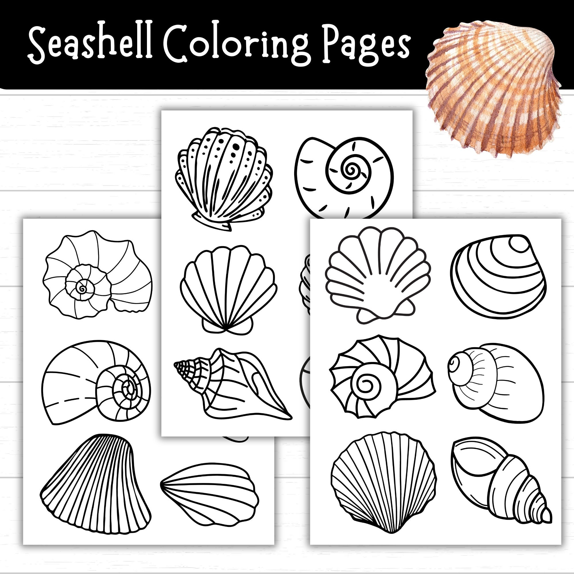 Seashell Coloring Pages Printable Blank Seashell Templates For Crafts Ocean Theme Crafts For Kids Beach Activity Shell Printables PDF Etsy