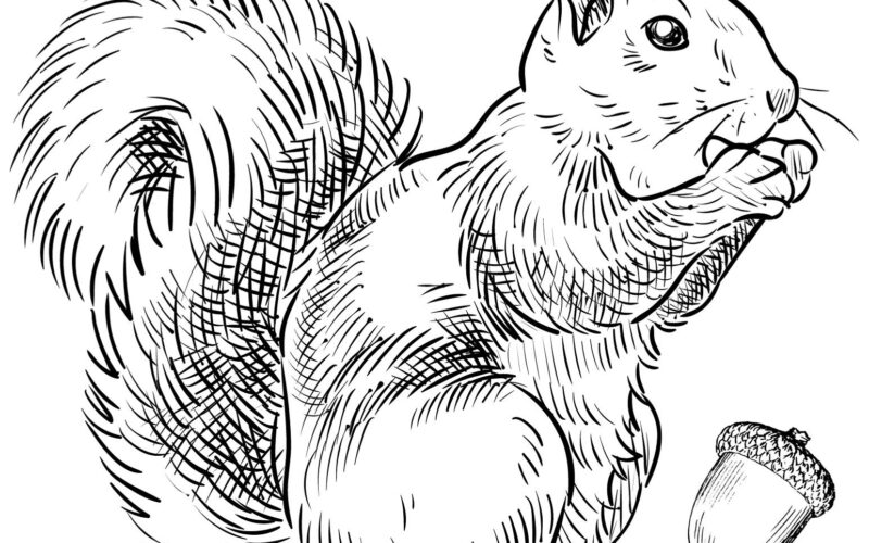 Squirrel Coloring Pages To Print Crafty Morning