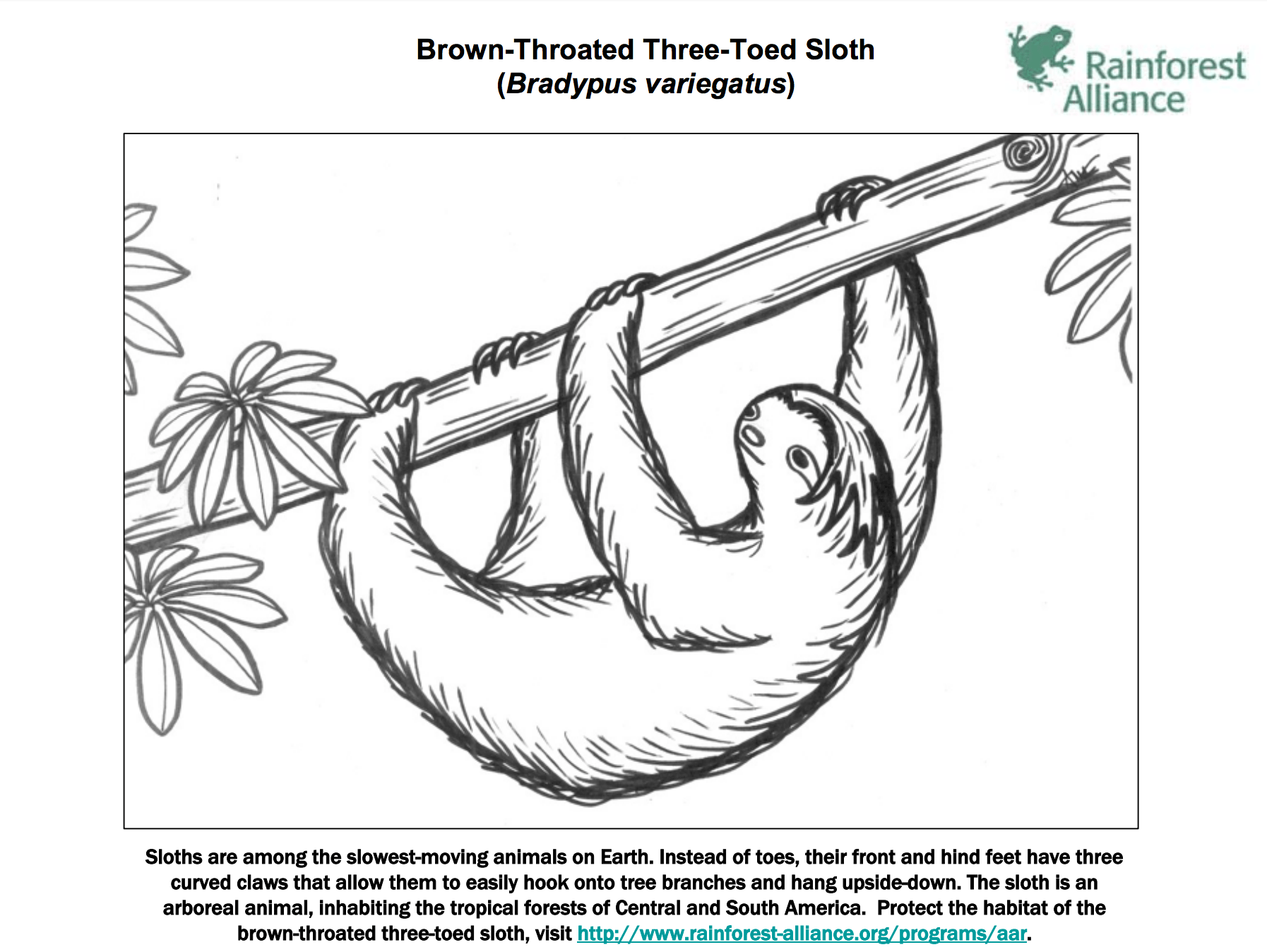 sloth coloring pages