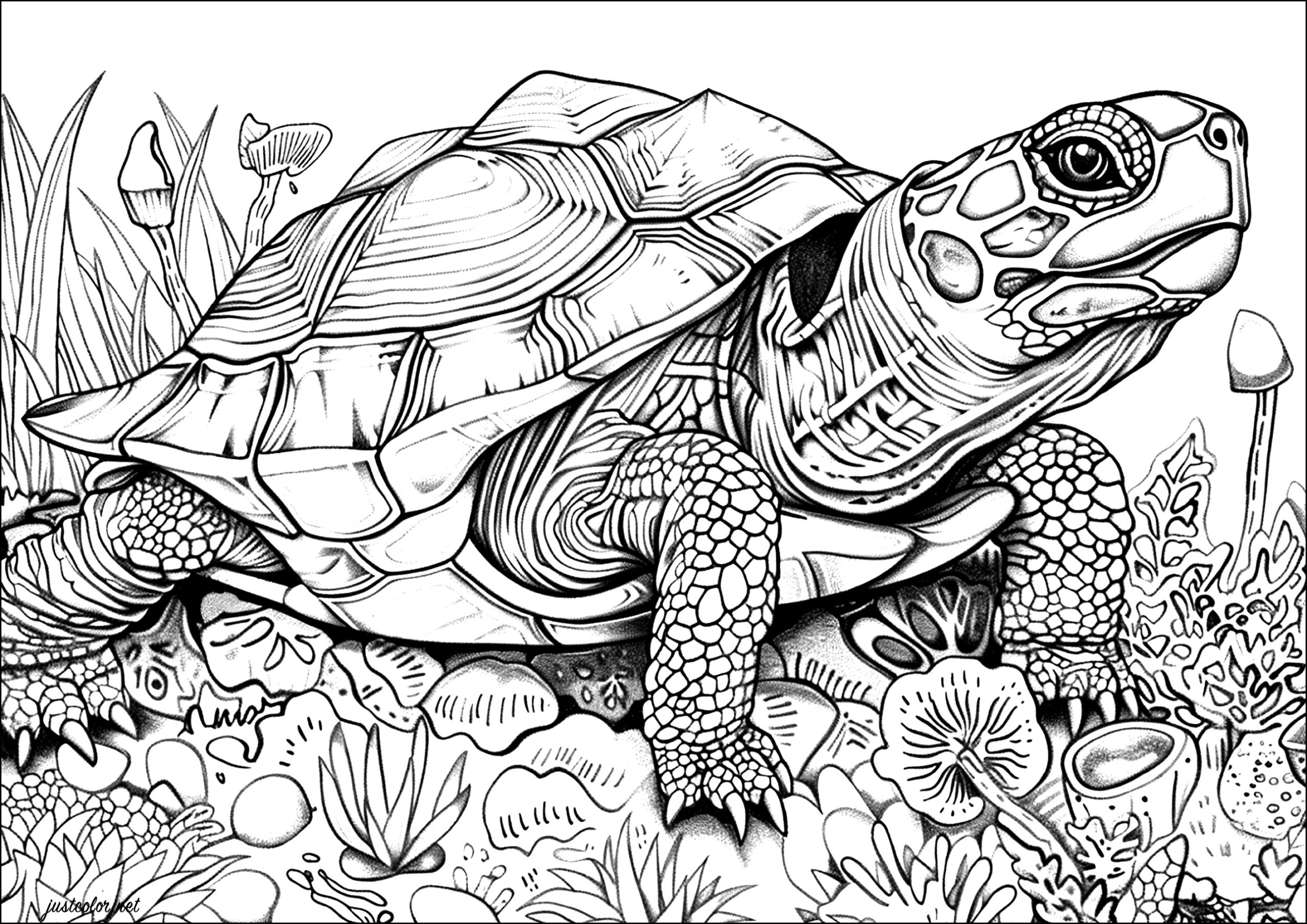 sea turtles coloring pages