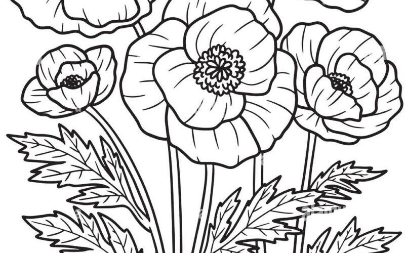 Corn Poppy Flower Coloring Page For Adults Stock Vector Image Art Alamy