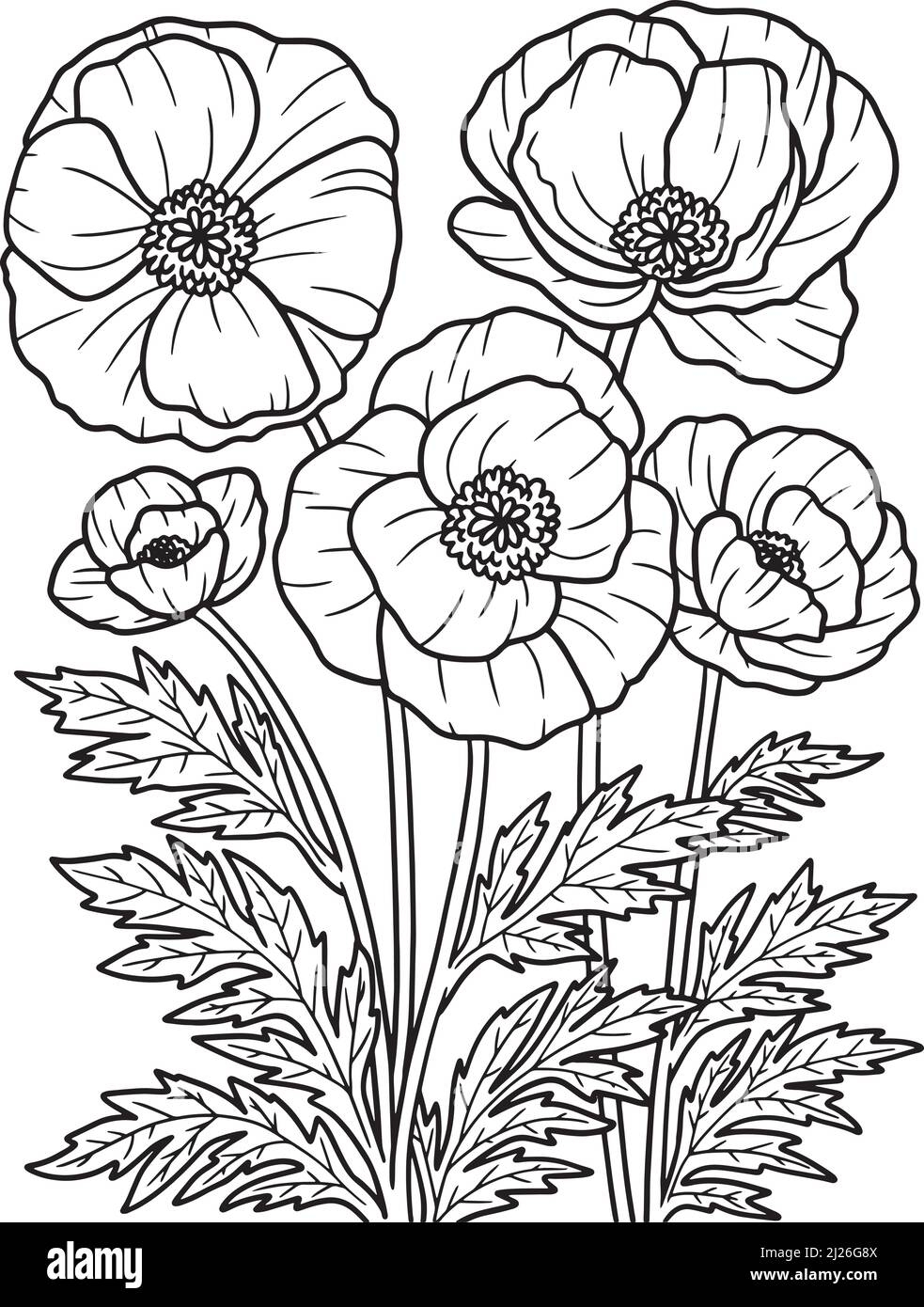 Corn Poppy Flower Coloring Page For Adults Stock Vector Image Art Alamy