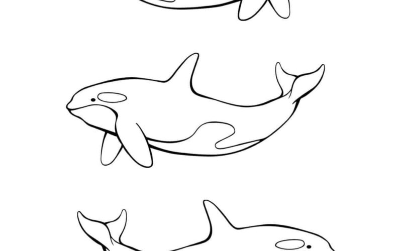Orca Coloring Pages For Kids Nature Inspired Learning