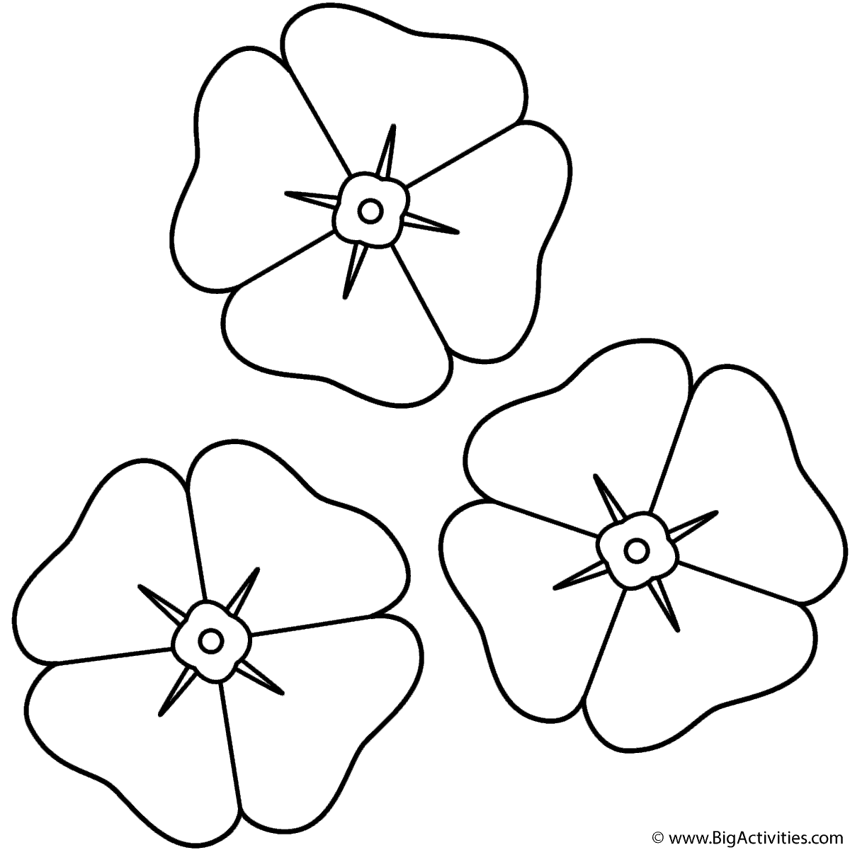 Poppies Coloring Page Anzac Day 
